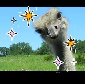 Meet your Posher, Janet